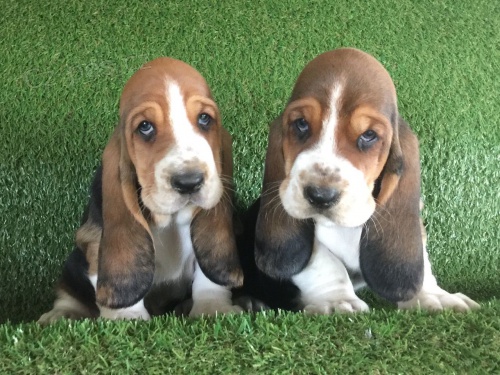 p��telsk� �t���tka BASSET HOUND pro p�ijet�