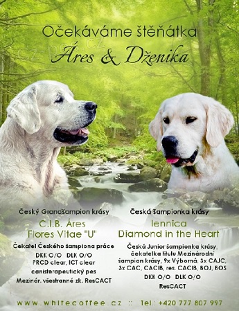 Prod�m �t���tka Zlat� retr�vr (Golden retriever)