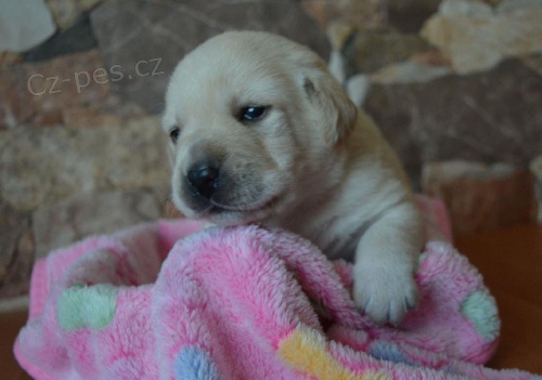 �t���tka labrador retrievera s PP