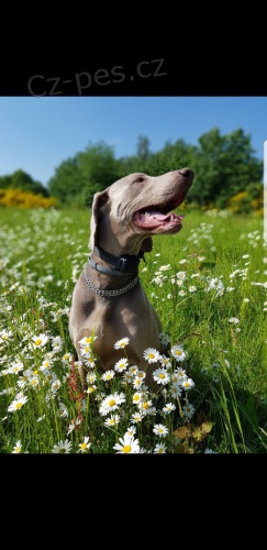 Daruji výmarského ohaře Daruji výmarského ohaře