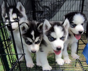 Sibiřský husky štěňata Sibiřský husky štěňata