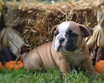 kr�sn� �t���tka k adopci