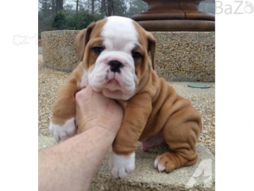 Anglick� buldok �t��ata jsou k dispozici pro p�ijet� na dobr� a kr�sn� dom�