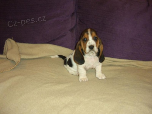 Basset Hound �t��ata �t��ata jsou opravdov� milence, miluj� sv� Basset Hound mazl��ky, budou ��astn� uvoln�n� le�et na z�dech nebo b�hat na jeho rozcuchan�ch noh�ch. O �t��atech