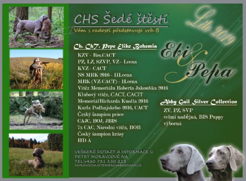 Výmarský ohař  Výmarský ohař