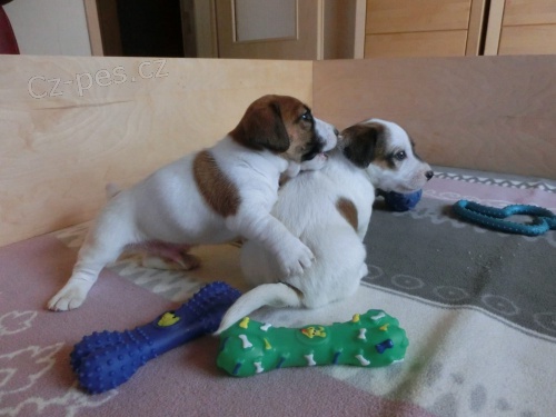 zdravá štěňátka Jack Russell pro přijetí  zdravá štěňátka Jack Russell pro přijetí