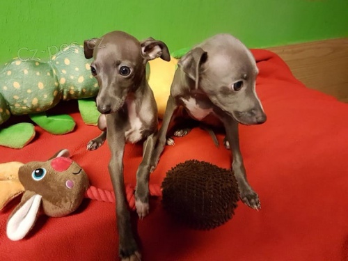 štěňata greyhoundů, mají velkou osobnost s lovem, nejsou na prodej. štěňata greyhoundů, mají velkou osobnost s lovem, nejsou na prodej.