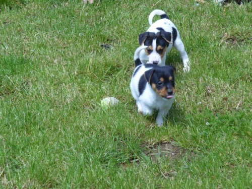Jack Russell Terrier Budou přicházet s roční zdravotní zárukou, hrát hračky a některé další věci. Jack Russell Terrier Budou přicházet s roční zdravotní zárukou, hrát hračky a některé další věci.