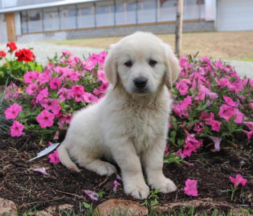 Velmi p��telsk� �t���tka zlat�ho retr�vra