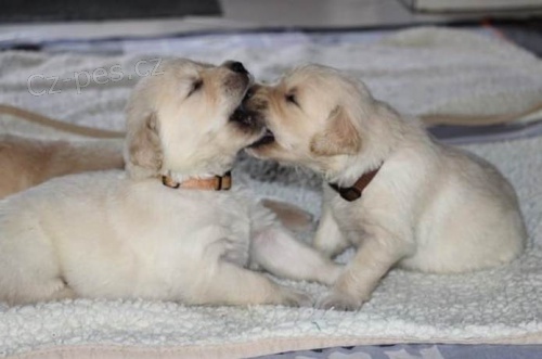 �t��ata zlat�ho retr�vra Nyn� p�ipraveni na tam nav�dy domy Pln� veterin�� zkontrolov�n, mikro�ipovan� byl tak� pravideln� od�erven� a deflead od 2 t�dn� v�ku.