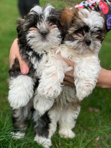 Rozko�n� �t��ata Shih Tzu. . Na�e ��lek Shih Tzu jsou naprosto n�dhern� �t���tka. Jsou neuv��iteln� s barvami a velikostmi, hrav�mi �t��aty Shih Tzu a jsou na sv�ch sn�mc�ch aktu�ln�