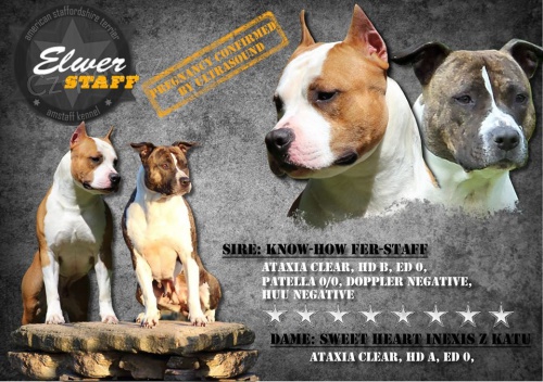 Amstaf - �t���tka s PP