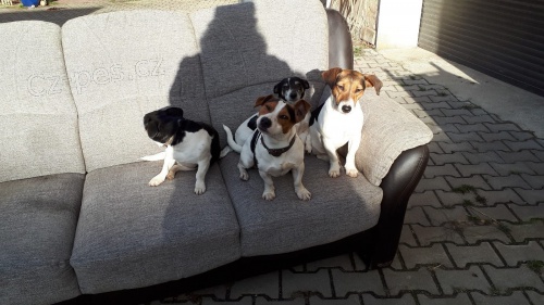 BRILLIANT JACK RUSSELL TERRIER �T���TKA TAK� P�IPRAVENO NA P�IJET�