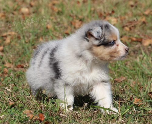 �t��ata australsk�ho ov��ka. 11 t�dn�. Jsou to �istokrevn� austral�t� past��i. Vlastn�m jak matku, tak otce. Oni m�li sv� prvn� kolo z�b�r� a maj�. Tak� velmi p��telsk�,