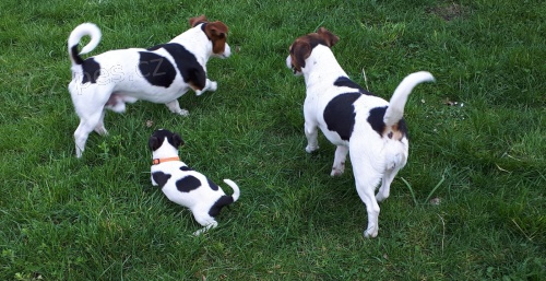 jack russell štěňata muž žena výstřely odčervené krátké nohy krátké srsti hnědá a bílá jack russell štěňata muž žena výstřely odčervené krátké nohy krátké srsti hnědá a bílá