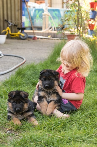 Tyto mu�e a �eny   N�MECK� OV��K �t��ata p�ipravena, jsou velmi hrav� a r�da d�v� polibky. Jsou to Ckc registrovan�, no�n�k, pap�r & d�m vy�koleni a m� v�echny jejich z�b�ry