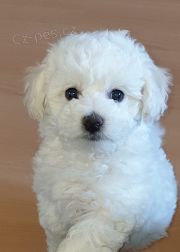 Milující Bichon Frize štěňata připravena pro nové domovy Milující Bichon Frize štěňata připravena pro nové domovy