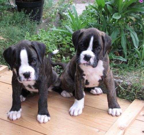 N�meck� boxer s PP 