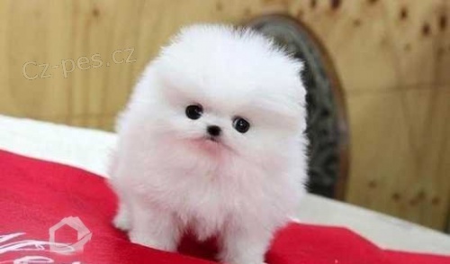 Roztomil� POMERANIAN �tenata Pro Prijet� Zdarma