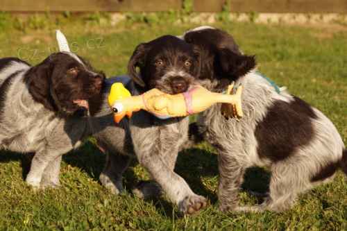 �t��ata �esk� fousek jsou p�ipravena j�t do nov�ch domov�, k dispozici jsou mu�i i �eny.