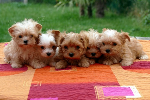 Jork��rsk� teri�r golddust