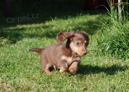 Jezev��k dlouhosrst� trpasli��