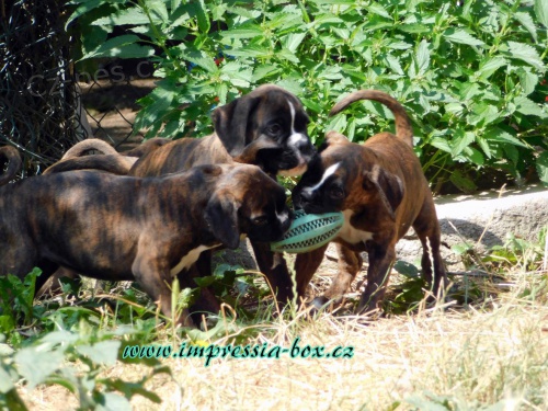 N�m. boxer - �t��ata s PP 