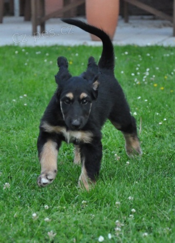 �t���tka afgh�nsk�ch chrt� p�ipraven� pro ka�d�ho milovn�ka. kontaktujte pros�m brzy, nem�m moc �asu se o n� starat, tak�e chci, aby �li brzy do nov�ch domov�