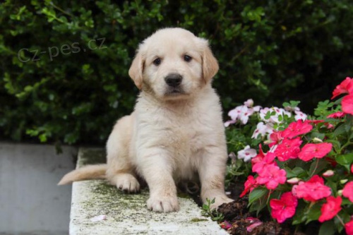 V�rn� �t���tka zlat�ho retr�vra