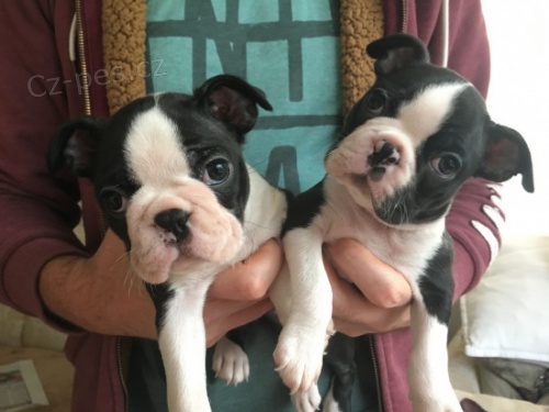 Nab�dka Boston teri�r �t��ata 