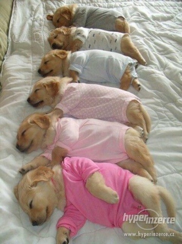 Zlat� retr�vr na prodej bez PP