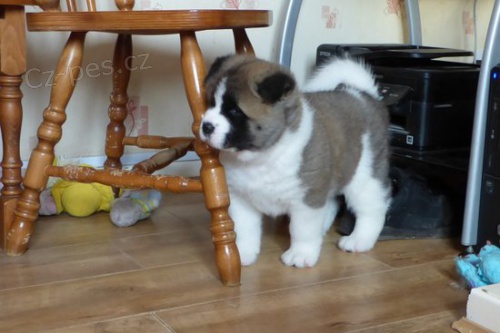 Akita-inu s PP Akita-inu s PP