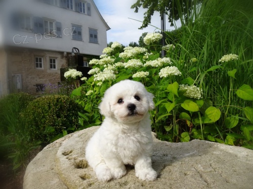 Milující Bichon Frize štěňata připravena pro nové domovy Milující Bichon Frize štěňata připravena pro nové domovy