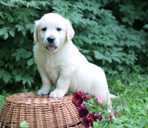 Zlat� retr�vr - anglick� smetanov� �t��ata