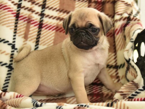 laskav� �t��ata s mopsl�kem