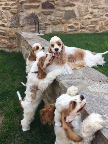 Americký kokršpaněl bílozlatý Americký kokršpaněl bílozlatý