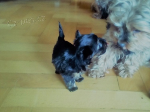 Prod�m �t�n� jork��rsk�ho teri�ra