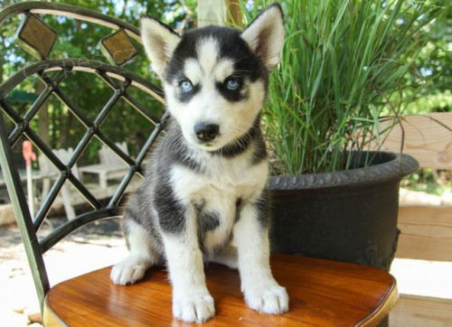 P�kn� �t���tka sibi�sk�ho husky