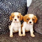 �t�n� kr�le Karla Cavaliera