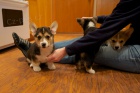 Vel�sk� corgi Pembroke