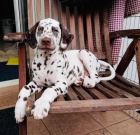 �t�n� dalmatin s PP
