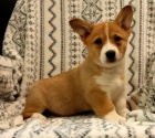 Vel�tina Corgi (Pembroke)