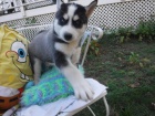12t�denn� �t��ata Husky !!