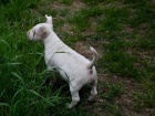 Bull Terrier �t��ata K adopci