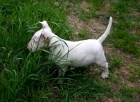 Bull Terrier �t��ata K adopci