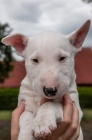 Bull Terrier �t��ata K adopci