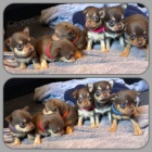 �t��at �ivavy