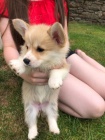 Vel�sk� Pembroke Corgis Kc Reg