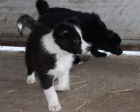 �t��ata Border Collie k adopci. Byl bych vd��n�, kdybyste m� mohli kontaktovat co nejd��ve