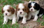 Zad�m �t��ata plemene King Charles Spaniel
